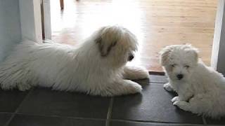 2 cute puppies having lots of fun  Coton de Tuléar [upl. by Elidad314]