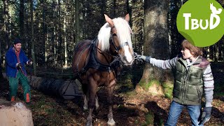 Pferdestärken Folge 12  Tiere bis unters Dach  SWR Plus [upl. by Llerahs]