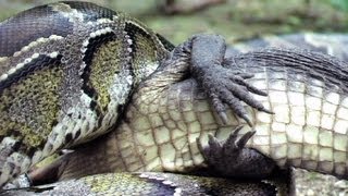 Python eats Alligator 03  Time Lapse  Reverse [upl. by Fulvia]