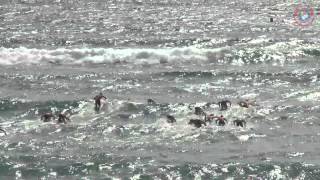 2015 Aussies Australian Surf Life Saving Championships Open Male Board Race [upl. by Rafaj848]