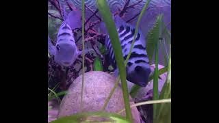 Breeding Convict Cichlids Amatitlania nigrofasciata [upl. by Magas389]