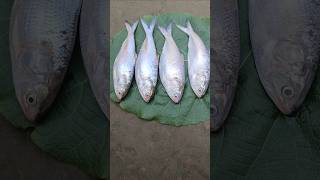 shorts Traditional test of Ilish fish 🐠Hilsa fish 🐟Ilish mach vaja recipe shortfeeds food [upl. by Whitebook]