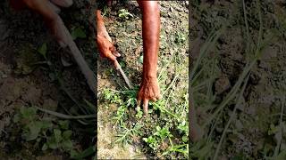 Keep Field Free from Weeds Weeding shorts [upl. by Nordgren]