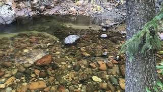 Estes Park Colorado  Trout Fishing near Stonebrook Resort [upl. by Edholm]