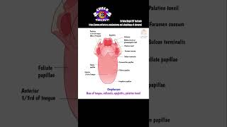 Anatomy of Pharynx  Read more Link in description  Dr Rahul Bagla Teaching ENT [upl. by Sineray]