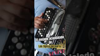 El mojado acaudalado los tigres del norte en acordeón acordeon lostigresdelnorte corridos [upl. by Morey]