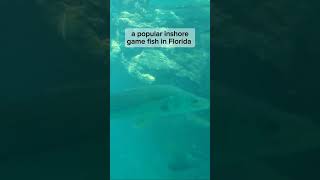 Popular gamefish florida fishing homosassa underwater shorts viralshorts trending fish like [upl. by Aratak]