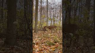 Sixpointer gets up close and personal deer nature wildlife [upl. by Masera858]