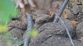 Webcam monitors hundreds of rattlesnakes at a Colorado mega den for citizen science [upl. by Areis]