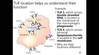 7 part 6 Pattern recognition and opsonization [upl. by Adnarym215]