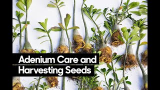 Adenium Desert Rose Care • How to Harvest Adenium Seeds [upl. by Ymas]