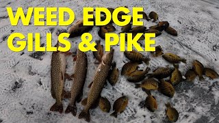 ICE FISHING DEEP WEED EDGES FOR GILLS amp PIKE icefishing [upl. by Akym]