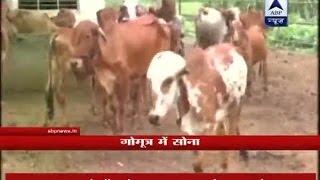 Junagadh Agricultural University scientists find gold in Gir cow urine [upl. by Donelu273]