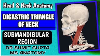 DIGASTRIC TRIANGLE  Anatomy [upl. by Hoxsie]