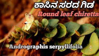 ಕಾಸಿನ ಸರದ ಗಿಡ Round leaf chiretta [upl. by Iline]