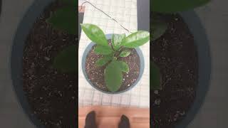 calamondin tree from seed 1 year old now [upl. by Adnahsor]