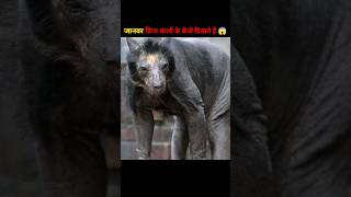 Animals without hair 😱 short ytshorts shortvideo [upl. by Reinke]