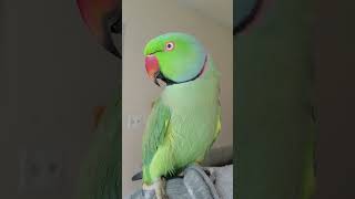 Indian Ringneck Parrot talking [upl. by Schober]