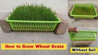 How to Grow Wheatgrass at Home Without Soil [upl. by Magna]