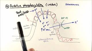 A2 Biology  Aerobic respiration stage 4 Oxidative phosphorylation OCR A Chapter 184 [upl. by Nikkie630]