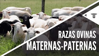 Razas ovinas maternas y paternas [upl. by Naujal319]