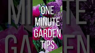 Planting 200 Tulips🌷🌷🌷Garden Entity gardenentity tulipbulbs planting shortsvideo shorts [upl. by Ogg]