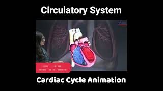 Circulatory System  Cardiac cycle animation  Class11  Biology shorts [upl. by Newell]