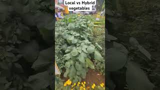 Local vs Hybrid traditional vegetables Kenya Africa [upl. by Suravat]