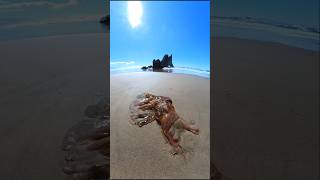 4k Arcadia Beach OR strange jelly marine life hellofrom pnw beach hike outdoors nature [upl. by Rehpotsirc]