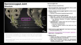 The Sacrococcygeal Joint amp Relevant Muscles Neural Structures [upl. by Anifled406]