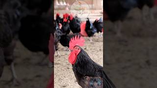 Black Australorp the native hen that lays the most eggs  Lays recordbreaking eggs  Desi Poultry [upl. by Annmaria]