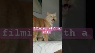 ASMR  Cat  Chaos asmr cat cats [upl. by Leelah]