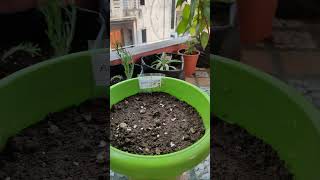 How to grow Acroclinium Paper Daisy from Seeds Easy acroclinium [upl. by Okiron]