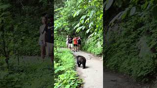 Black bear crossing [upl. by Fagaly]