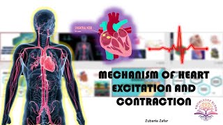 Mechanism of Heart Excitation and Contraction  SinoAtrial Node  AV Node  Biology Class 11 [upl. by Melia]