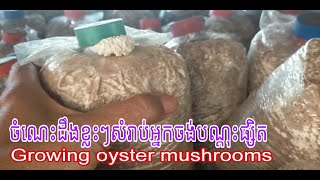 ចំណេះដឹងខ្លះៗសំរាប់បងប្អូន ដែលចង់ចាប់អាជីព បណ្ដុះផ្សិត How to grow oyster mushrooms 🍄🍄 [upl. by Nirrol]