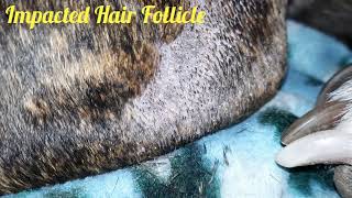 Impacted Hair Follicle Cleaning On my Pitbull Herc [upl. by Leagiba961]