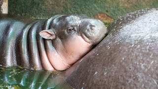 Moo Deng Bouncing baby hippo drawing large crowds [upl. by Bridwell254]