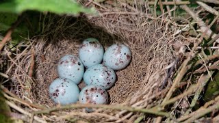 UK Bird Nests  Bullfinch Linnet Song Thrush amp Chiffchaff  Reed Bunting Bird Song [upl. by Lashoh]