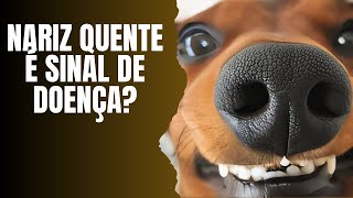 O FOCINHO DO CACHORRO DIZ MUITO SOBRE SUA SAÚDE [upl. by Everett]