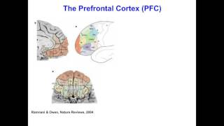 Rita Goldstein  The neurobiology underlying drug addiction  lessons from multimodality imaging and [upl. by Olympe862]