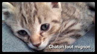 On a trouvé un chaton trop mignon [upl. by Ellehsar]