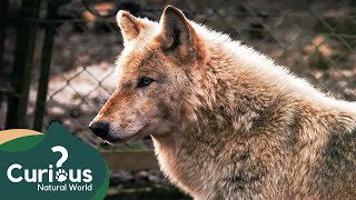 Can You Trust A Wolf As A Pet  Predator Documentary  Working With Wolves [upl. by Tace]