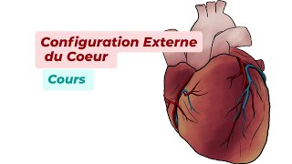 CONFIGURATION EXTERNE DU COEUR [upl. by Corbett495]