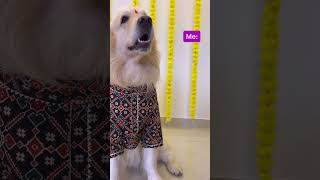 Galiya Khana Habit Hai🤣🤣 dogshorts animals [upl. by Tshombe]