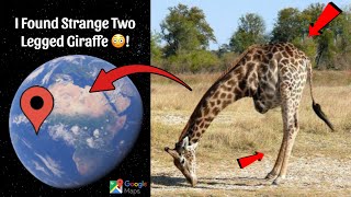 I Found So Strange 2 Legged Giraffe On Google Maps and Google Earth 😰 [upl. by Duky665]