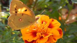 Beautiful butterfly eating flower nectar [upl. by Roper]