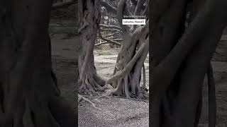 Historic Lahaina banyan tree still standing lahaina [upl. by Ardella]