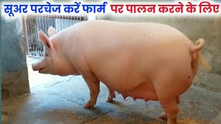 pig farming karne ke liye pig khareed sakte hain is form se suar palan Uttar Pradesh Sultanpur [upl. by Suravaj]