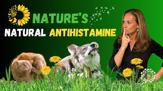 Quercetin for Dogs amp Cats  Top Natural Antihistamine for Itchy Skin amp Gut Health [upl. by Nuri]